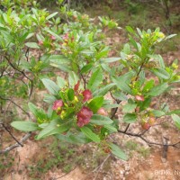 Dodonaea viscosa Jacq.